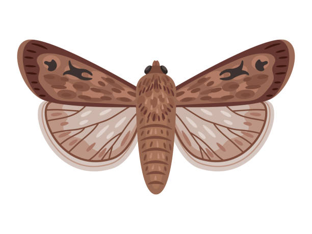 ćma egzotyczna. kreskówkowy nocny owad ze skrzydłami, latający niesamowity wielki australijski motyl - moth stock illustrations