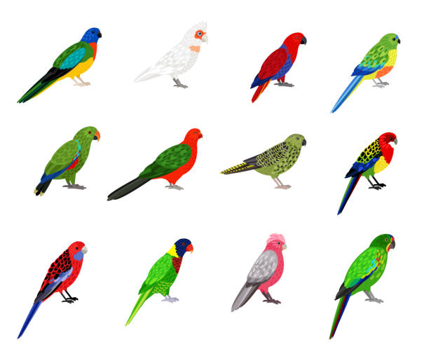 Parrots set. Cartoon birds with colourful feathers, tropical characters of zoo with beak and feathers Parrots set. Cartoon birds with colourful feathers, tropical characters of zoo with beak and feathers, vector illustration of colored parakeets isolated on white background lorikeet stock illustrations