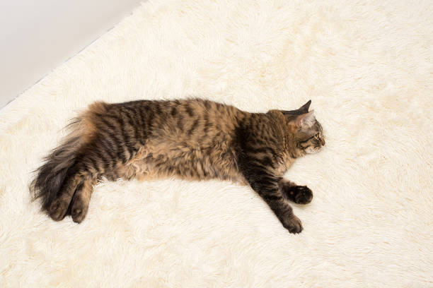 istock The cat is resting on a blanket made of white, artificial, plush, fur 1302292245