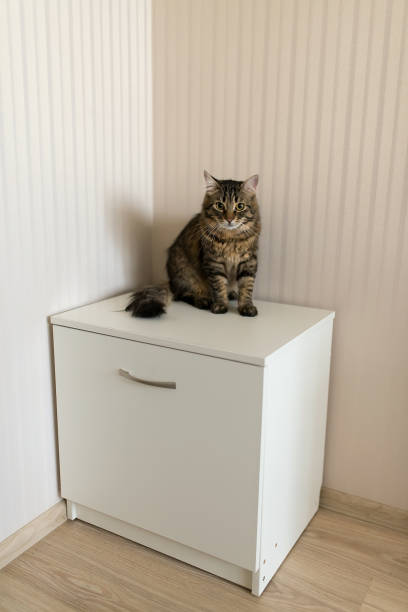 istock The cat sits on a light square bedside table in the room 1302292284