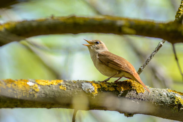 istock A Common Nightingale sings, having opened beak, sitting on a branch in Camargue. 1302293526