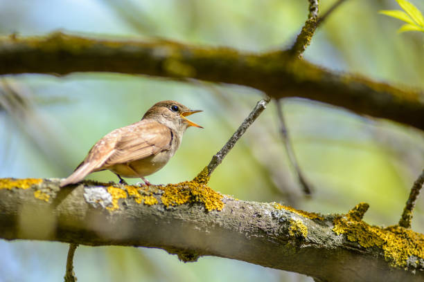 istock A Common Nightingale sings, having opened beak, sitting on a branch in Camargue. 1302293538