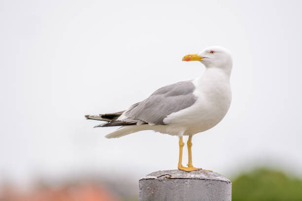 istock Yellow-legged Gull on a pole in a harbor in the mediterranean sea 1302293544