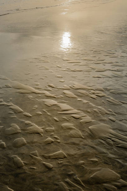 istock Sandy beach at sunset in the Camargue. 1302293563