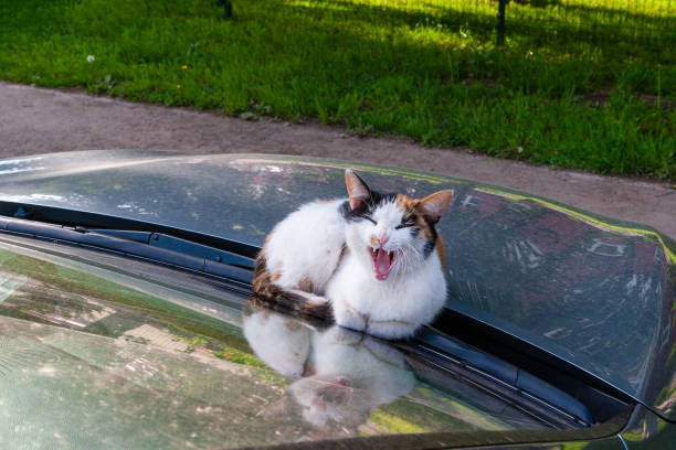 istock Meowing homeless cat sitting on the car. 1302293613