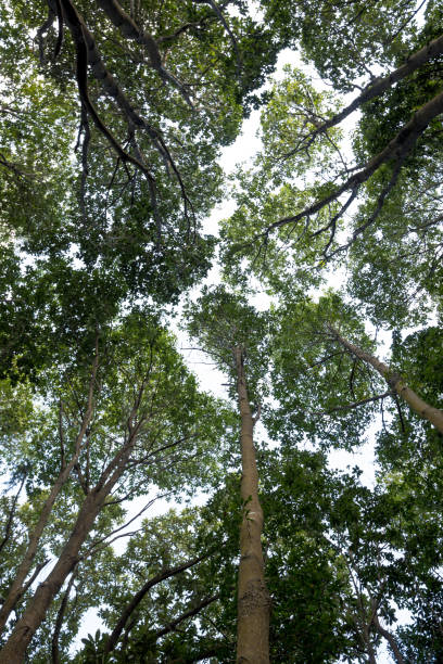istock Trees in winter tropical mountains 1302293912