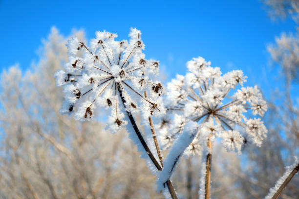 istock twig frost cover 1302294170