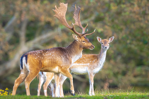 Female roe deer (Capreolus capreolus) walking in front of a hedge.