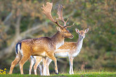 Fallow deer stag rut during Autumn season.