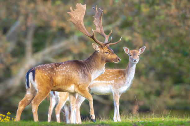 Fallow deer stag rut during Autumn season. Fallow deer Dama Dama male stag during rutting season. The Autumn sunlight and nature colors are clearly visible on the background. fallow deer photos stock pictures, royalty-free photos & images
