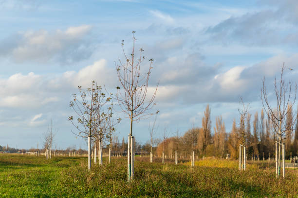 istock Planting young trees to grow a new forest 1302294704