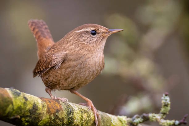 istock Eurasian Wren bird, Troglodytes troglodytes, display, singing and mating during Springtime 1302294705