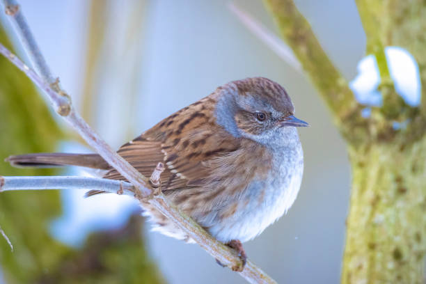 istock Dunnock Prunella modularis bird singing during Winter 1302294733