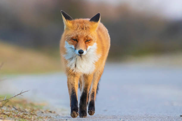 Wild red fox, Vulpes Vulpes, crossing a road stock photo