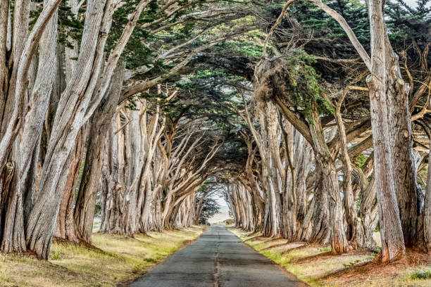 istock Cypress Tree Tunnel at Point Reyes 1302295069