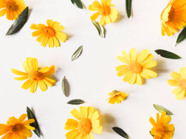 istock Garden yellow  flowers over white  table background. Backdrop with copy space 1302295397