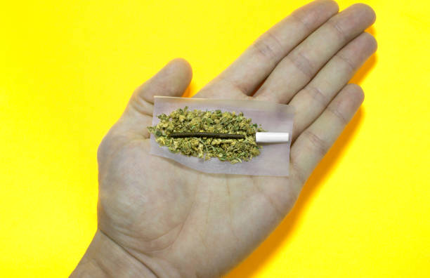 istock Hand holding high quality joint made with two types of cannabis preparations: hashish and weed buds. Hand with joint ready to roll on yellow. 1302297546