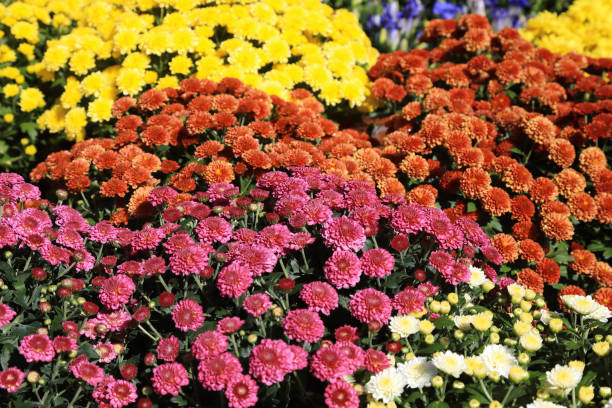 istock A group of flowers of different colors 1302297652
