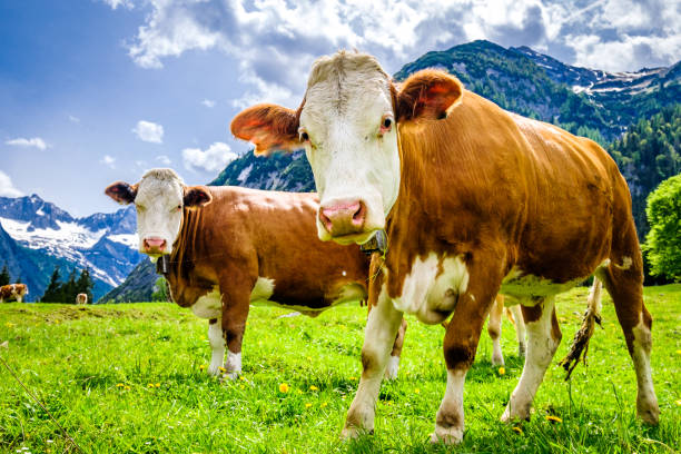istock cows at the eng alm in austria 1302299454