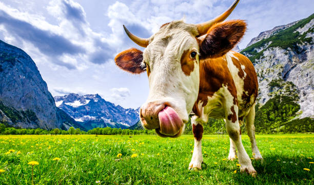 istock cows at the eng alm in austria 1302299551