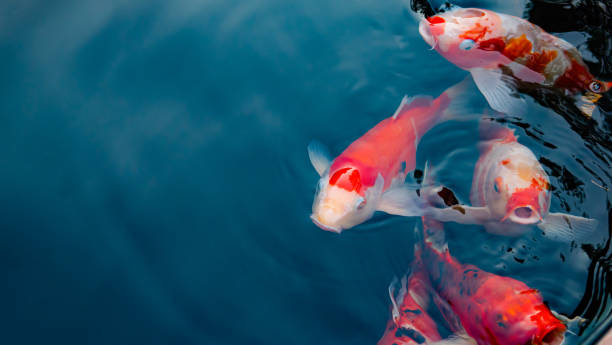 fancy koi fish or fancy carp swimming in a black pond fish pond. popular pets for relaxation and feng shui meaning. - carpa espelho imagens e fotografias de stock