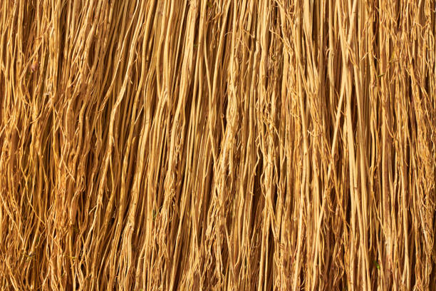 istock A Straw Broom. Straw texture close-up. Flax straw 1302300477