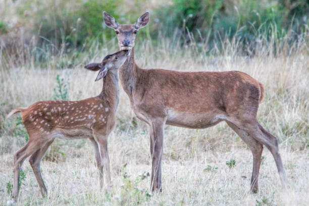 A doe and its fawn stock photo
