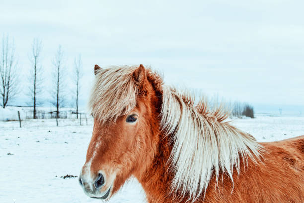 caballo islandés - horse iceland winter snow fotografías e imágenes de stock