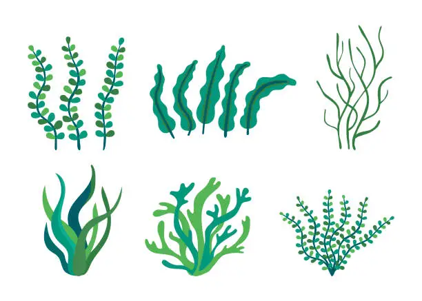 Vector illustration of Set of different underwater sea plants and green algae for food. Edible seaweed and leaves. Plants of the aquarium. Vector illustration