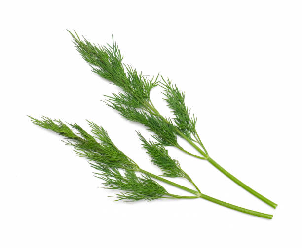 istock dill fresh green plant 1302304215