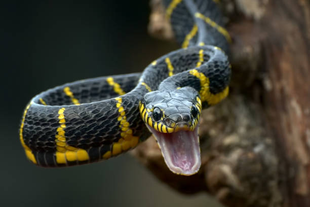 il serpente gatto dall'anello d'oro in posizione d'attacco - color image aggression wildlife horizontal foto e immagini stock