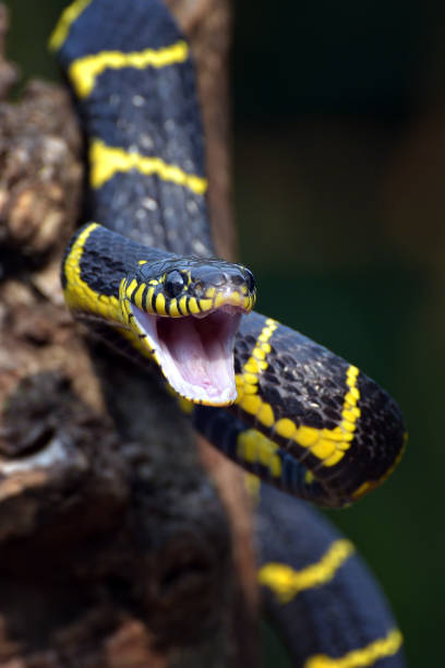 istock The gold-ringed cat snake in attacking position 1302304735