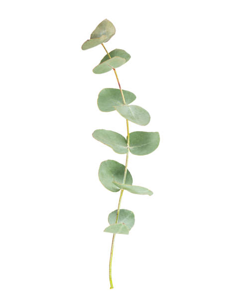 les feuilles d’eucalyptus sont isolées sur fond blanc. - plant oil photos et images de collection