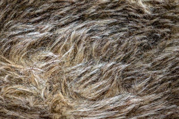 istock black and brown dog fur. background or texture 1302305118