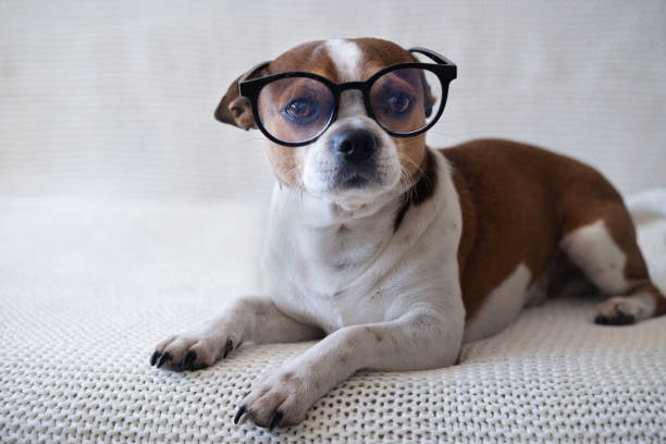 istock Small chihuahua dog in glasses looking at camera and lying on sofa. 1302306205