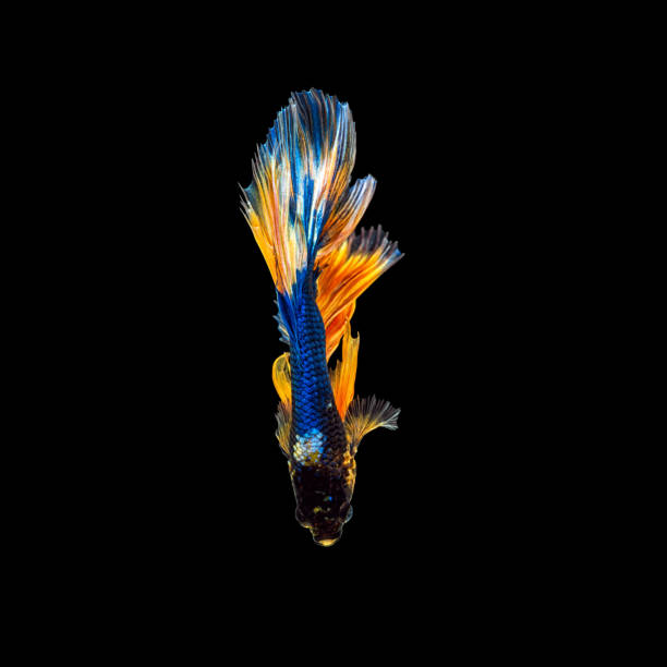 istock Movement beautiful of colorful siamese betta fish or half moon betta splendens fighting fish in thailand on black color background. underwater animal or pet concept 1302306241