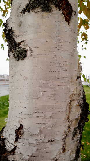 Birch bark. Natural natural material.