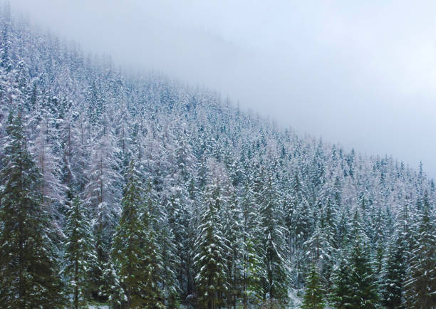 bellissimo paesaggio invernale con alberi innevati vicino al lago verde (gruner vedi) famosa destinazione turistica per passeggiate e trekking nella regione della stiria, austria - gruner foto e immagini stock