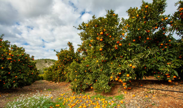 istock Andalusia mandarin plantation fruit orchards landscape  spain 1302307430