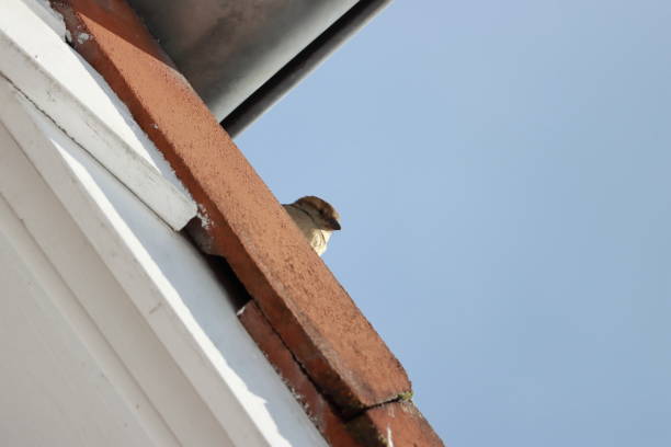 istock The sparrow on the roof 1302307566