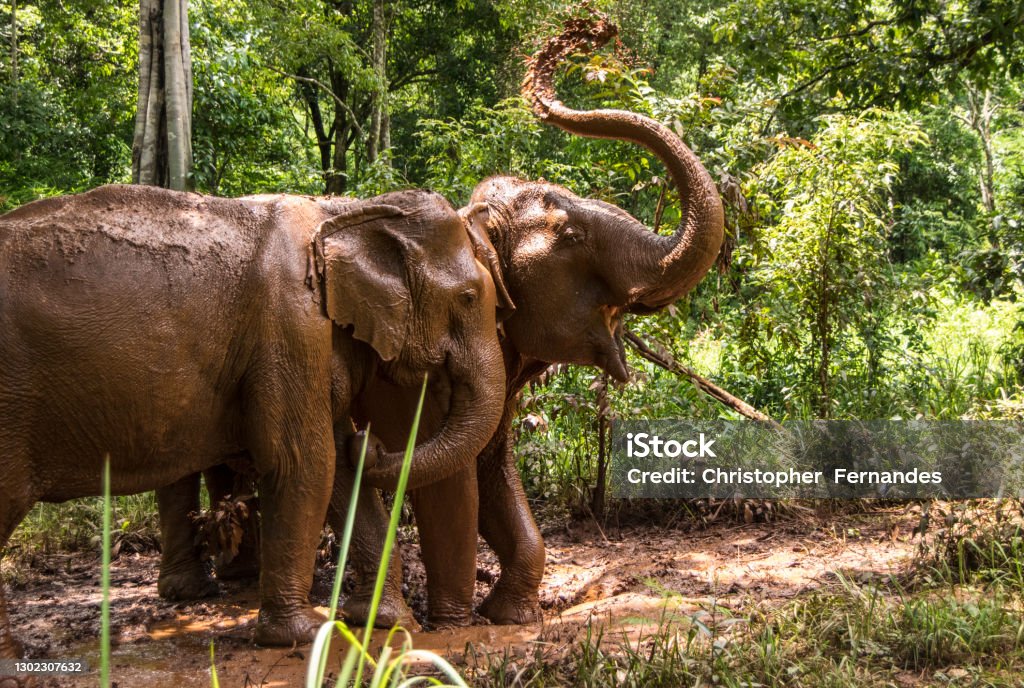 Two elephants playing. Two elephants playing in the mud together in nature. Cambodia Stock Photo