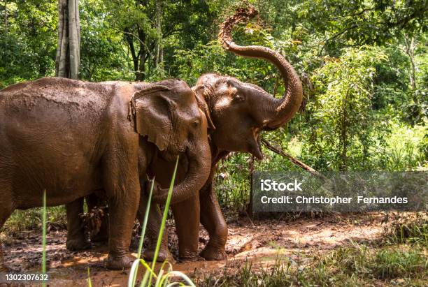 Two Elephants Playing Stock Photo - Download Image Now - Cambodia, Elephant, Forest