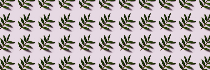 Banner. Pistachio twig with green leaves on white background. Spring pattern for your design