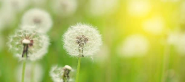istock Green flower field with dandelions 1302308889