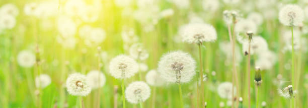 istock Green flower field with dandelions 1302308898