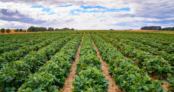 zielone pole truskawkowe z błękitnym niebem i chmurami na horyzoncie. - picking crop harvesting scenics zdjęcia i obrazy z banku zdjęć