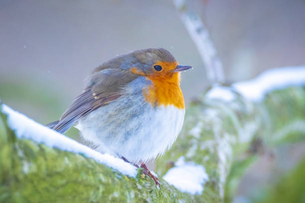istock European robin bird Erithacus rubecula foraging in snow, cold Winter setting. 1302308939