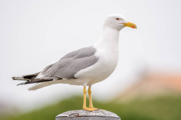 istock Yellow-legged Gull on a pole in a harbor in the mediterranean sea 1302308976