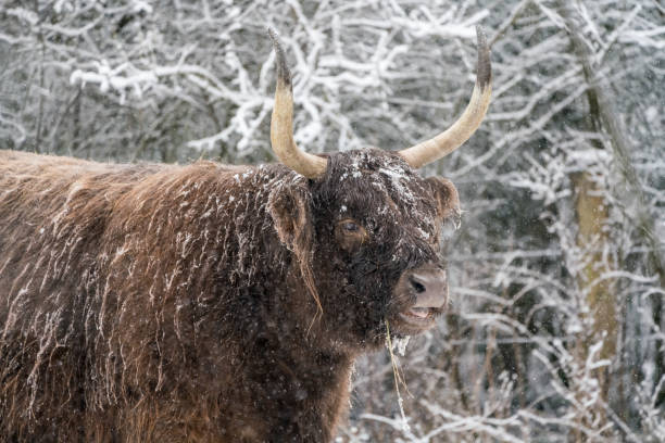 istock Near the forest stay a Galloway 1302309217