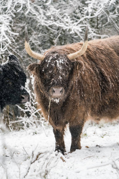 istock Near the forest stay a Galloway 1302309498
